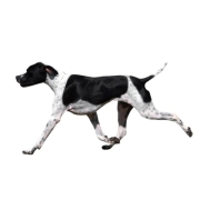 Πόιντερ – Pointer | Αγορά & Τιμή