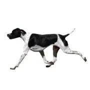 Πόιντερ – Pointer | Αγορά & Τιμή