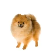 Πομεράνιαν – Pomeranian | Αγορά & Τιμή