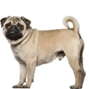 Πάγκ – Pug | Αγορά & Τιμή