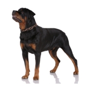 Ροτβάϊλερ - Rottweiler Ροτβάϊλερ – Rottweiler | Αγορά & Τιμή