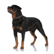 Ροτβάϊλερ – Rottweiler | Αγορά & Τιμή