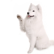 Σαμογιέντ – Samoyed | Αγορά & Τιμή