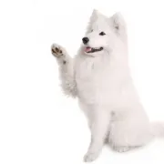Σαμογιέντ – Samoyed | Αγορά & Τιμή