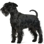 Σνάουζερ – Schnauzer | Αγορά & Τιμή