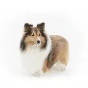 Σέτλαντ Ποιμενικός – Shetland Sheepdog | Αγορά & Τιμή