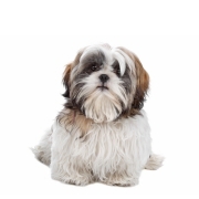 Σιχ Τσού – Shih Tzu | Αγορά & Τιμή