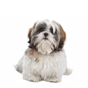 Σιχ Τσού - Shih Tzu Σιχ Τσού - Shih Tzu