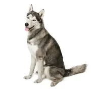 Πληροφορίες, τιμή - αγορά, για την Ράτσα Σιβηριανός Χάσκι - Siberian Husky