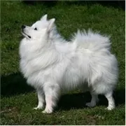 Σπίτς – Spitz | Αγορά & Τιμή