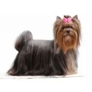 Γιόρκσάϊρ Τεριέ – Yorkshire Terrier | Αγορά & Τιμή