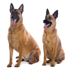 Βελγικός Ποιμενικός Μαλινουά - Belgian Malinois