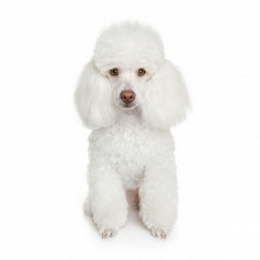 Κανίς Λευκό - Caniche (Poodle) White