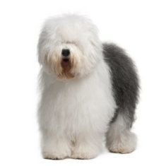 Αγγλικός ποιμενικός - Old English Sheepdog