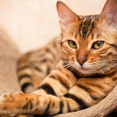 Γάτα Βεγγάλης - Bengal cat