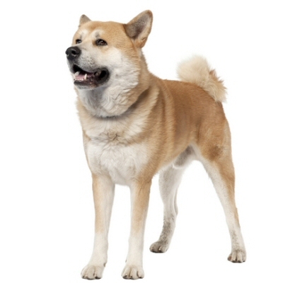 Ακίτα Ιαπωνικό (Akita Inu) – αγορά & τιμή
