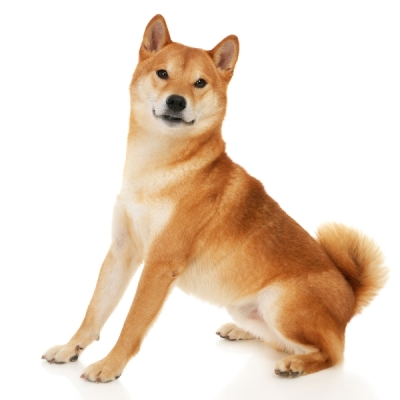 Σίμπα Ινού – Shiba Inu | Αγορά & Τιμή