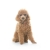 Κανίς Βερικοκί - Caniche (Poodle) apricot
