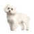 Μαλτέζ - Maltese