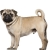Πάγκ - Pug