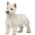 Άσπρος Γουέστ Χάϊλαντς τεριέ - West Highlands terrier (Westy)